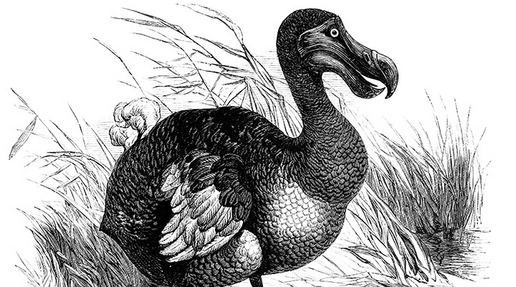 La lezione del dodo nella teoria dell’evoluzione